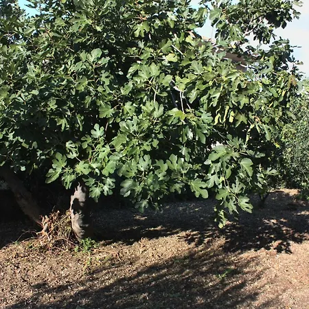 With Parking Space Kastel Stafilic, - 5219 *